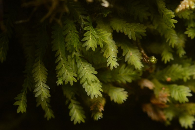 Osmund Fissidens Moss photo 2