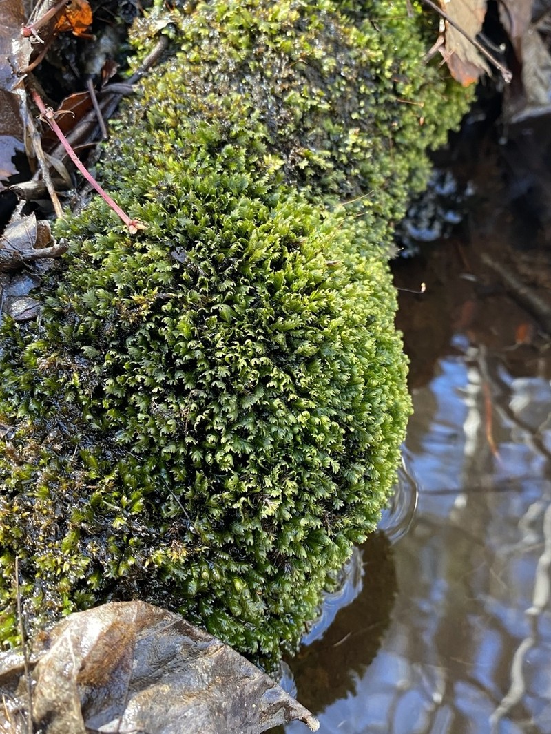 Osmund Fissidens Moss photo 3
