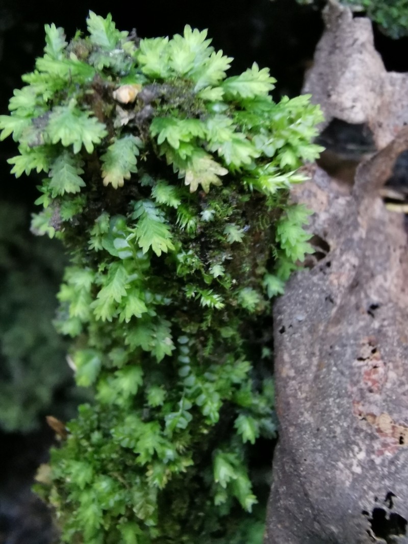 Osmund Fissidens Moss photo 4