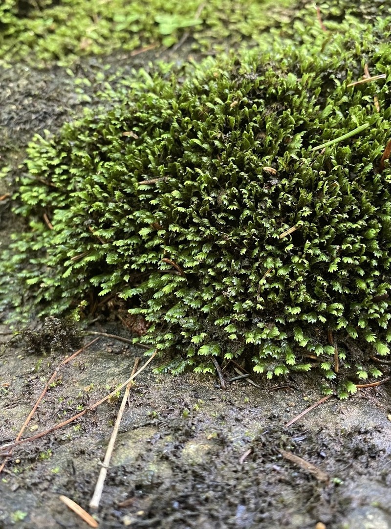 Osmund Fissidens Moss photo 5
