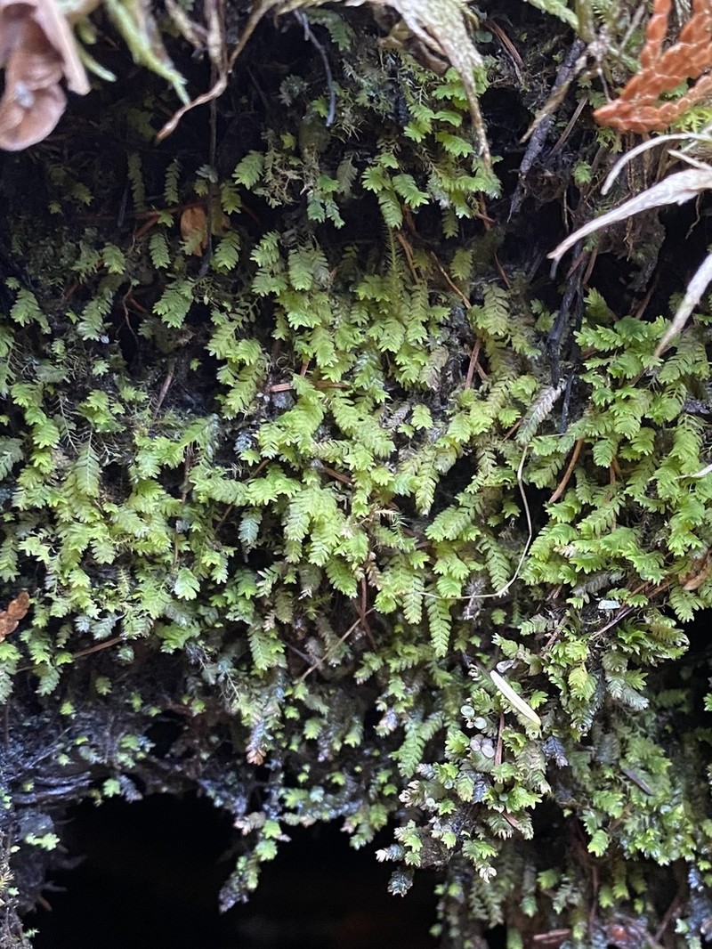 Osmund Fissidens Moss photo 6
