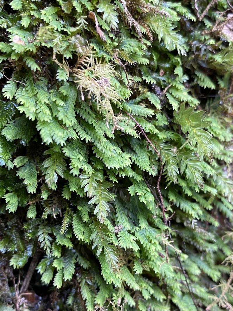 Osmund Fissidens Moss photo 7