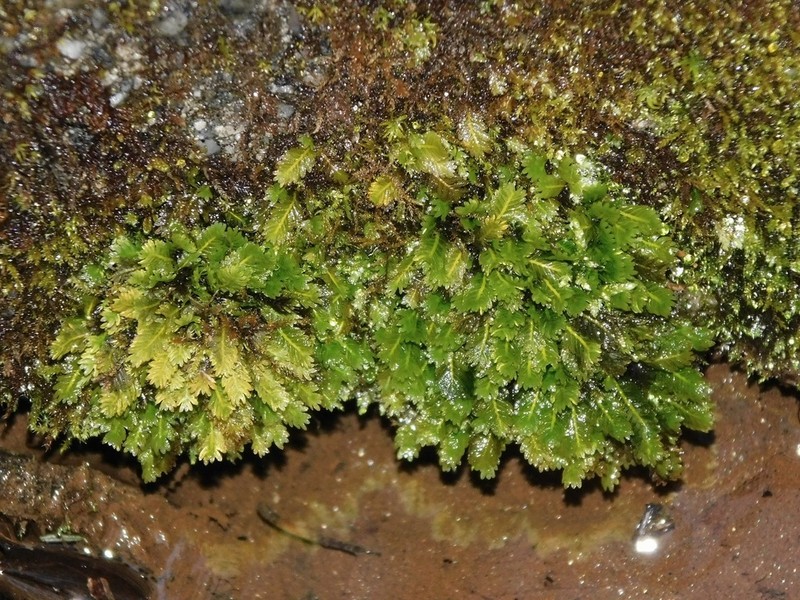 Osmund Fissidens Moss photo 8