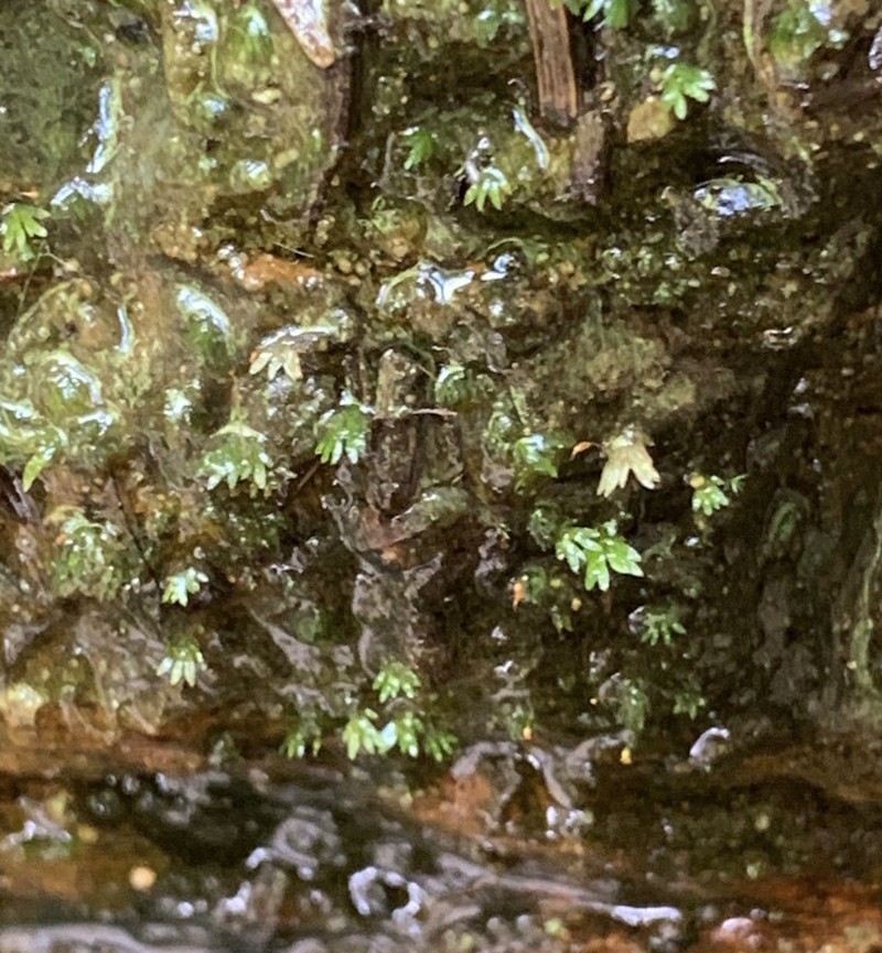 Fissidens Moss
