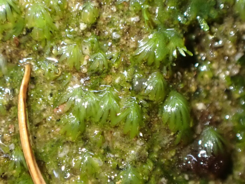 Fissidens Moss photo 2