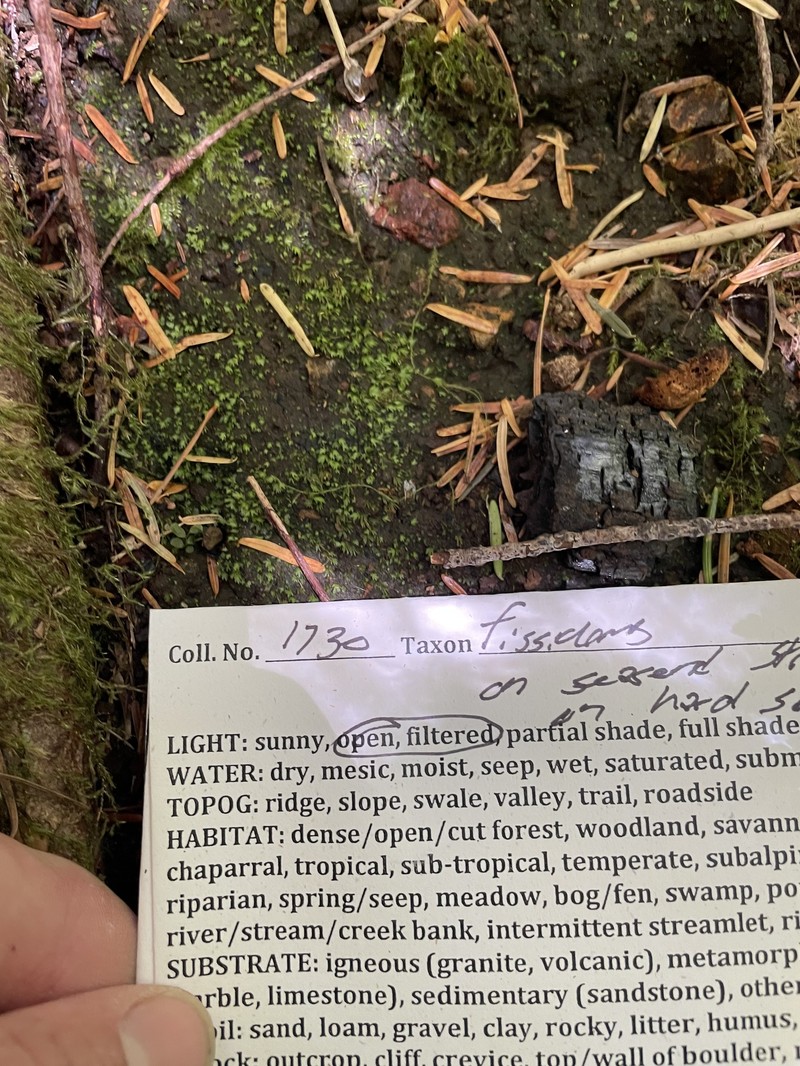 Fissidens Moss photo 4