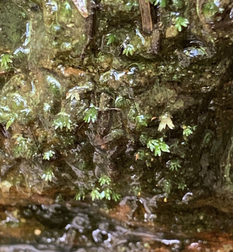 Fissidens Moss photo 5