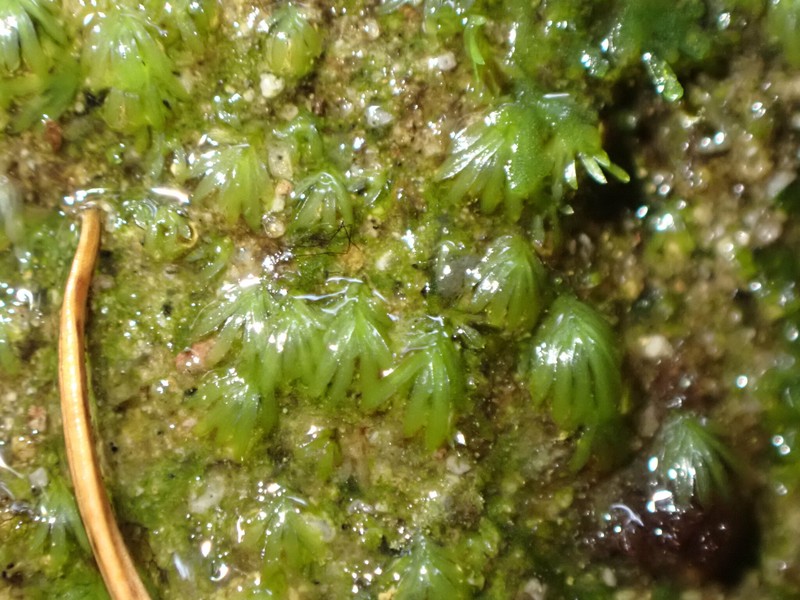Fissidens Moss photo 6