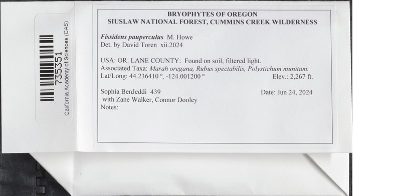 Fissidens Moss photo 8