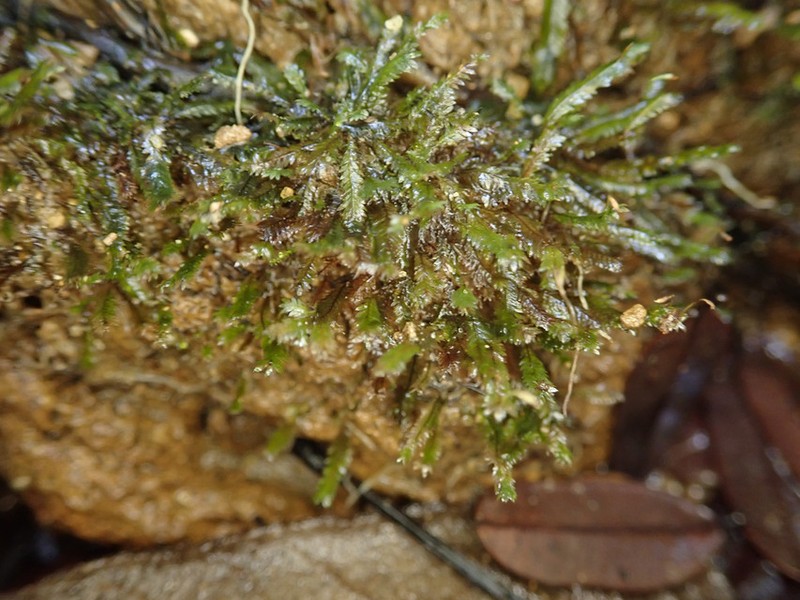 Fissidens Moss