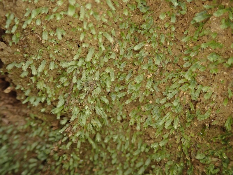 Fissidens Moss photo 2