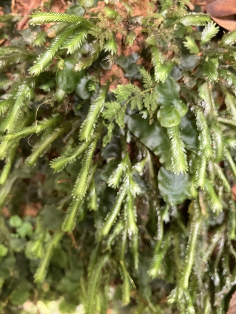 Polypody Fissidens Moss