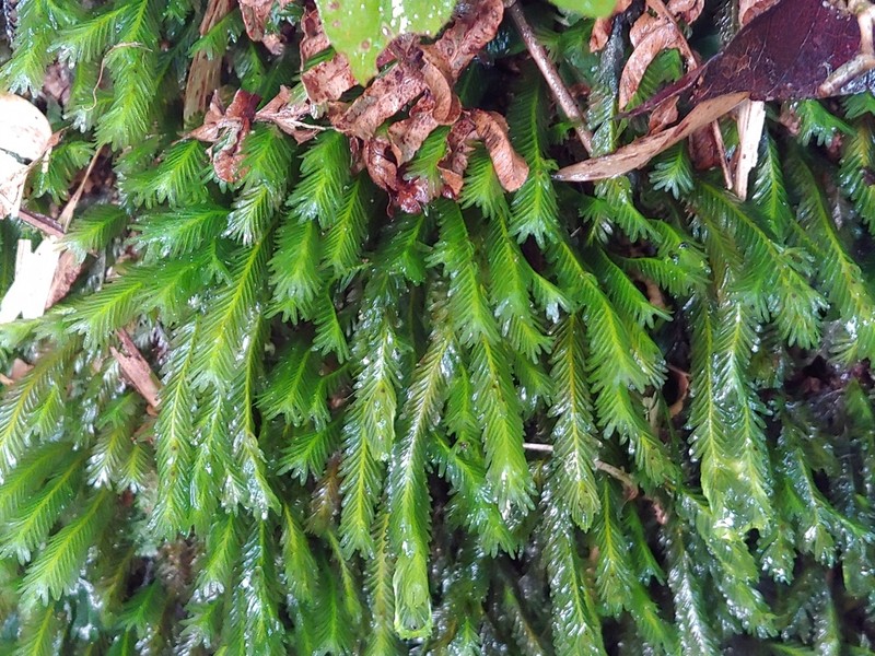 Polypody Fissidens Moss photo 2