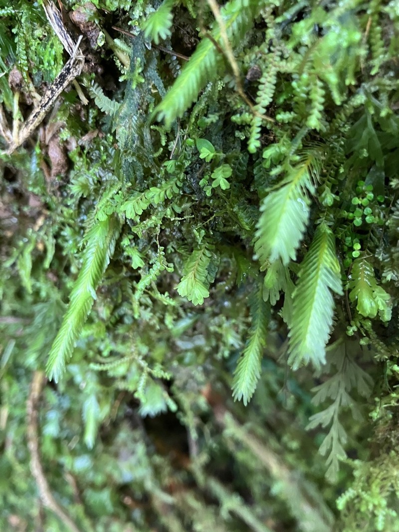 Polypody Fissidens Moss photo 3