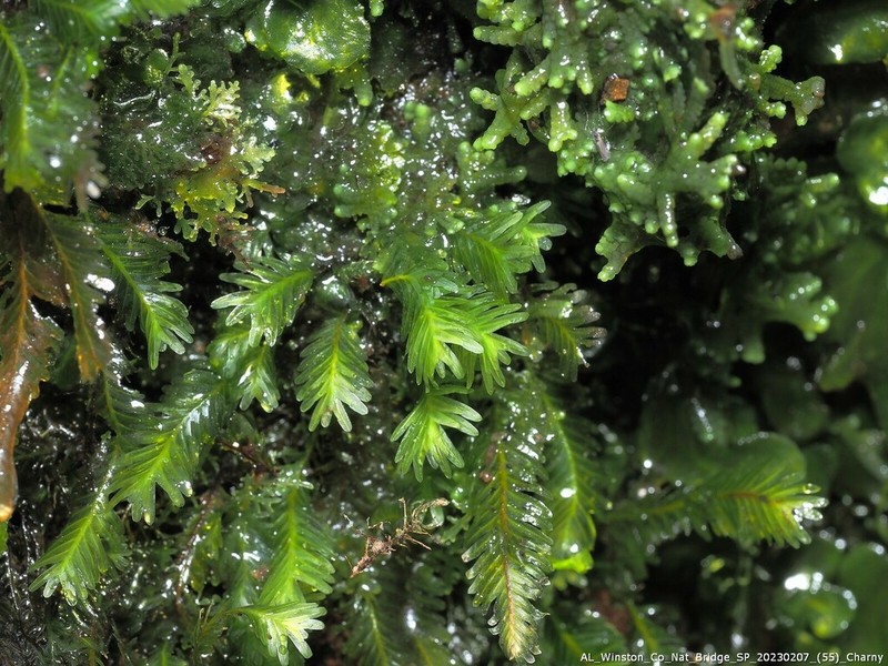 Polypody Fissidens Moss photo 4