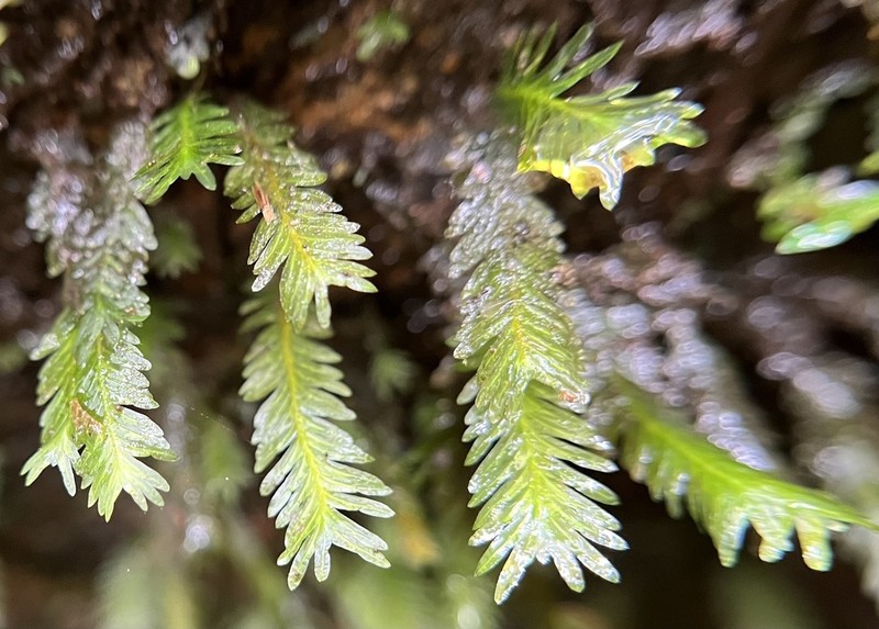Polypody Fissidens Moss photo 5