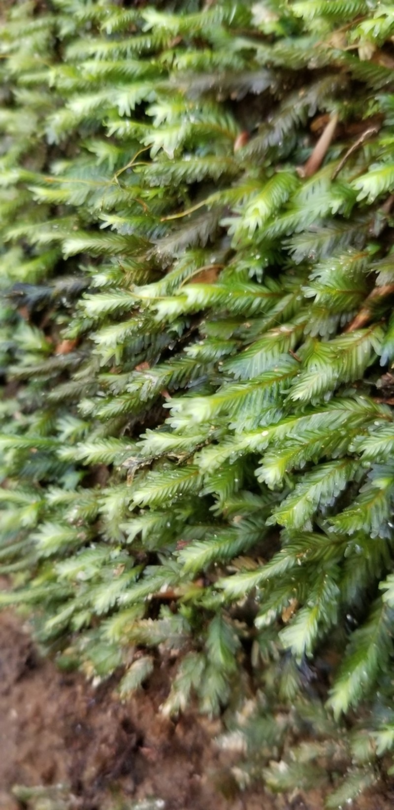 Polypody Fissidens Moss photo 6