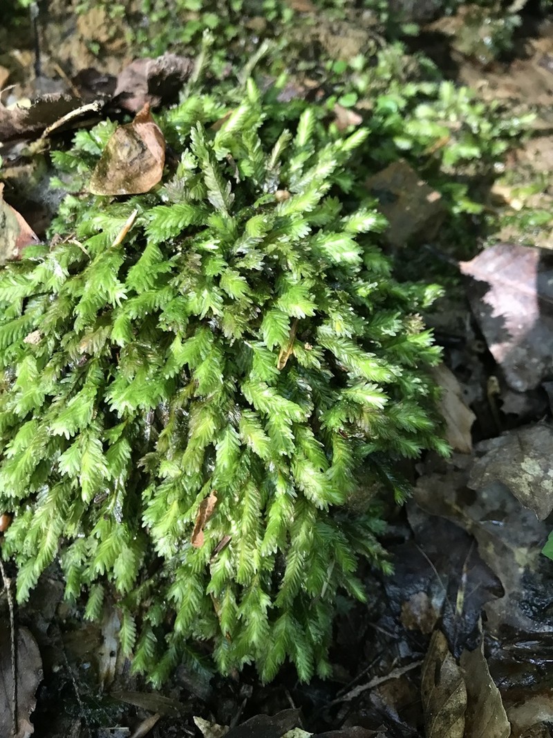 Polypody Fissidens Moss photo 7