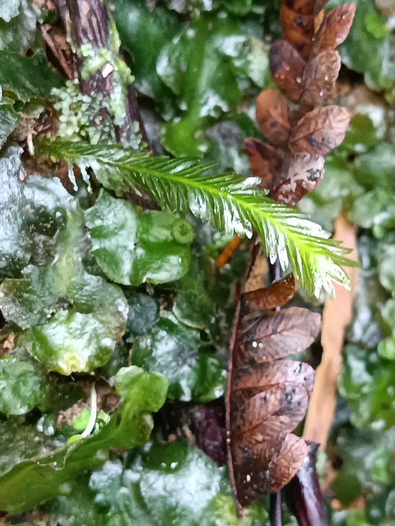 Polypody Fissidens Moss photo 8