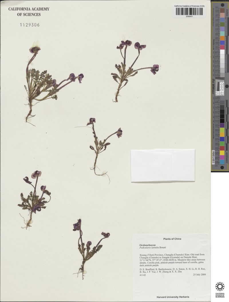 Ravenel's Fissidens Moss
