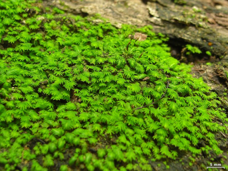 Fissidens Moss