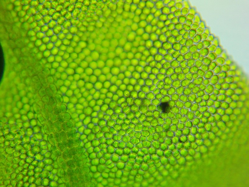 Fissidens Moss