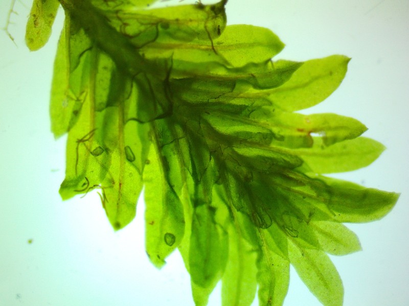 Fissidens Moss photo 2