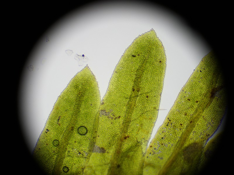 Fissidens Moss photo 3