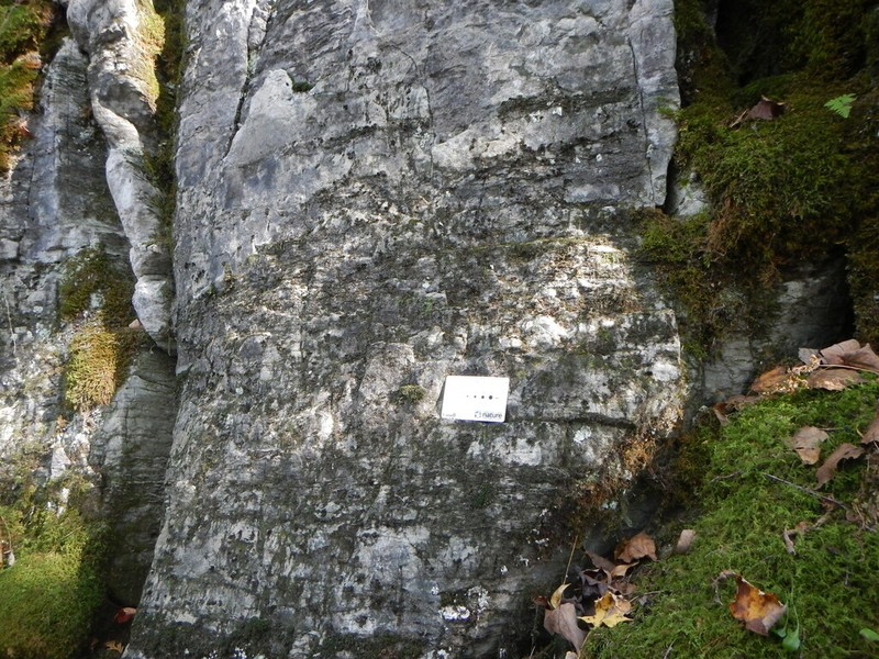 Fissidens Moss photo 4