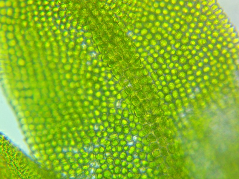 Fissidens Moss photo 5