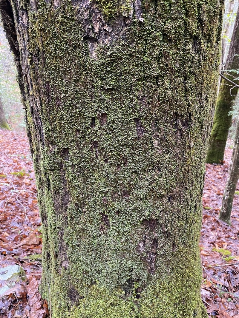 Fissidens Moss photo 6