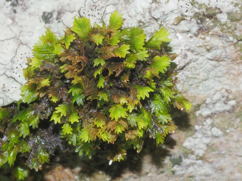 Fissidens Moss photo 7