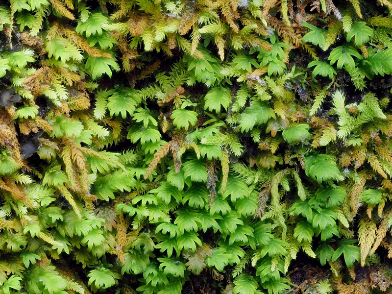 Fissidens Moss photo 8