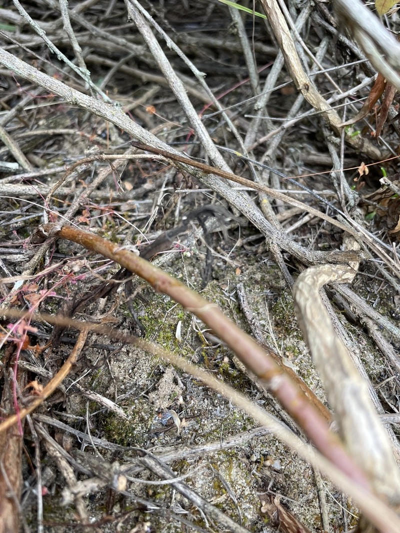 Fissidens Moss