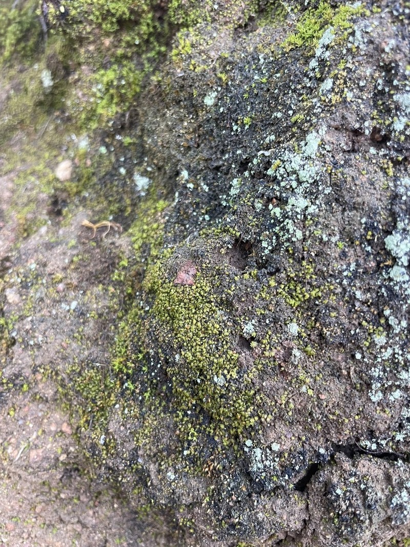 Fissidens Moss photo 3