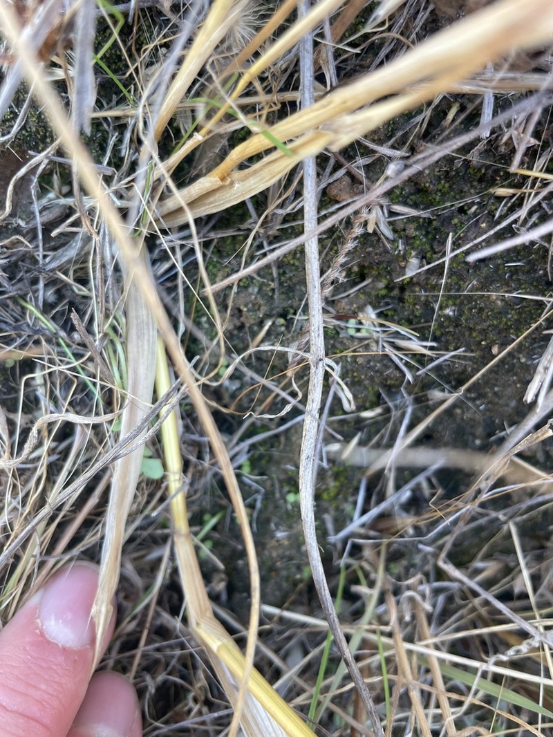 Fissidens Moss photo 4