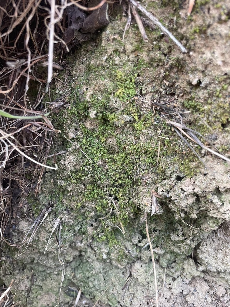 Fissidens Moss photo 5
