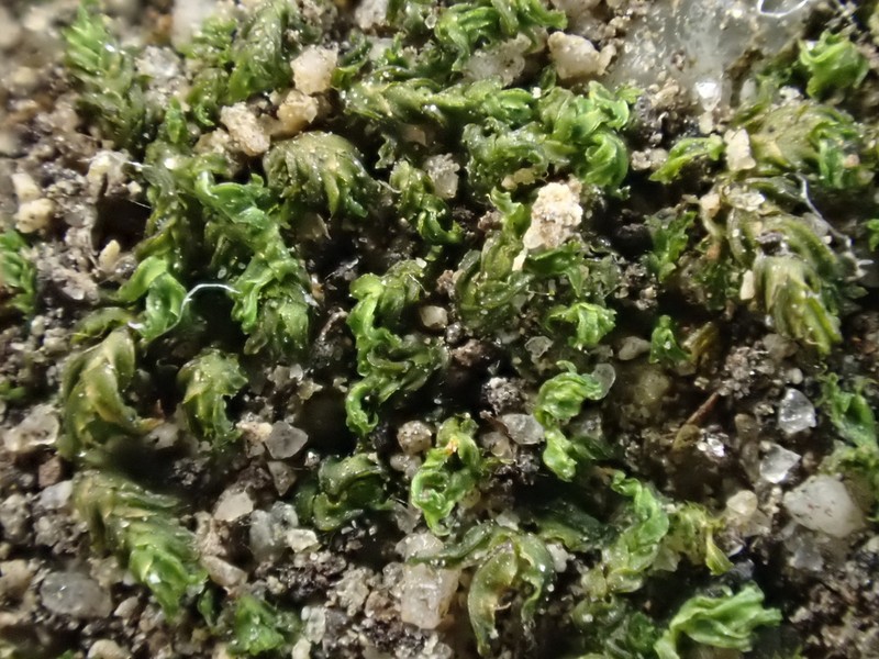 Fissidens Moss photo 6