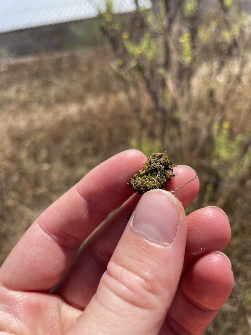 Fissidens Moss photo 8