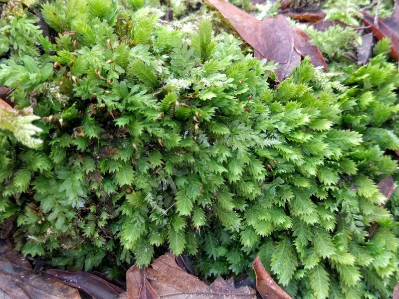 Fissidens Moss