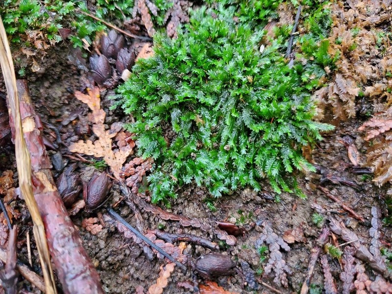 Fissidens Moss
