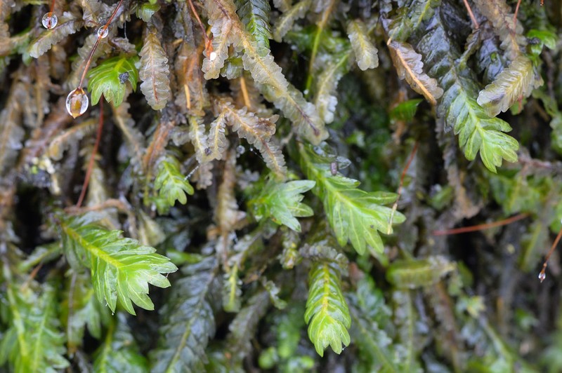 Fissidens Moss photo 2