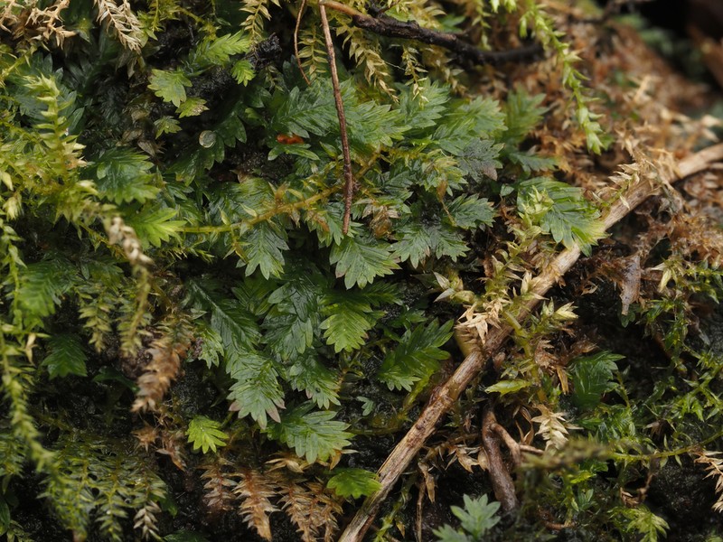 Fissidens Moss photo 3