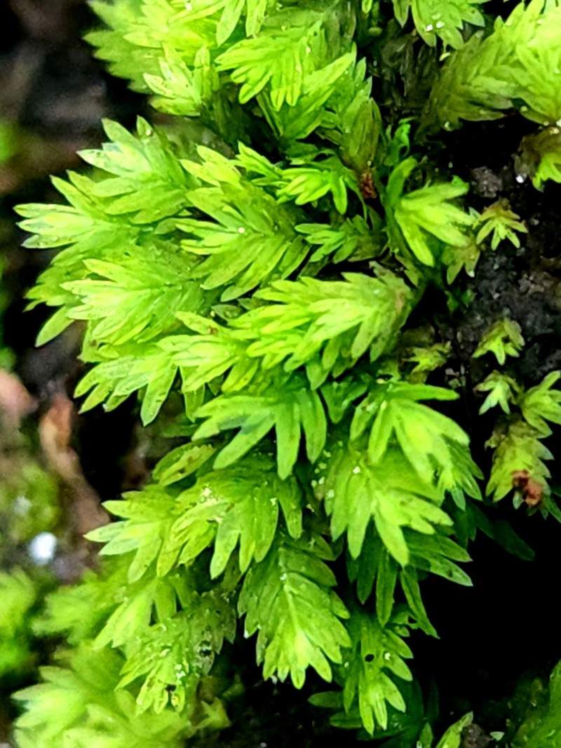 Fissidens Moss photo 4