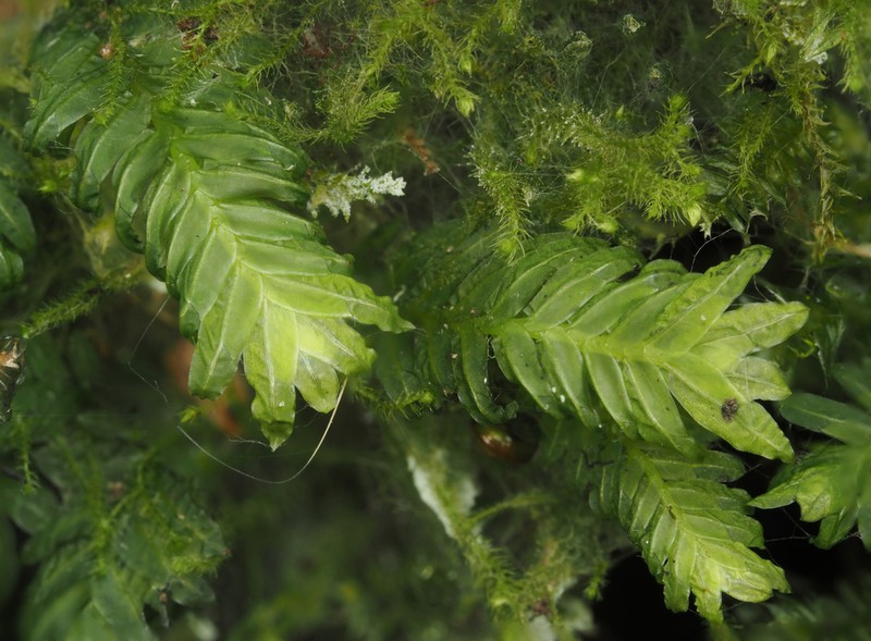 Fissidens Moss photo 5