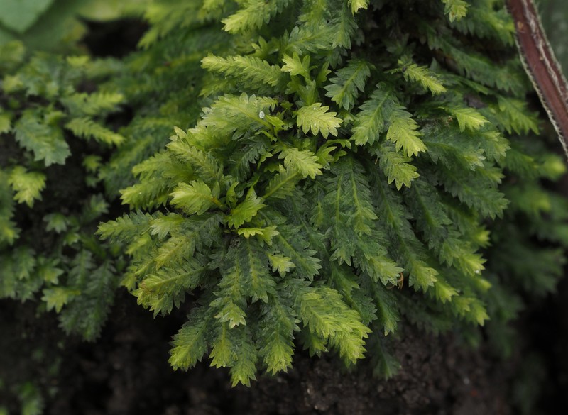 Fissidens Moss photo 6