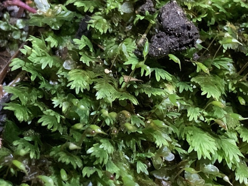 Fissidens Moss photo 7