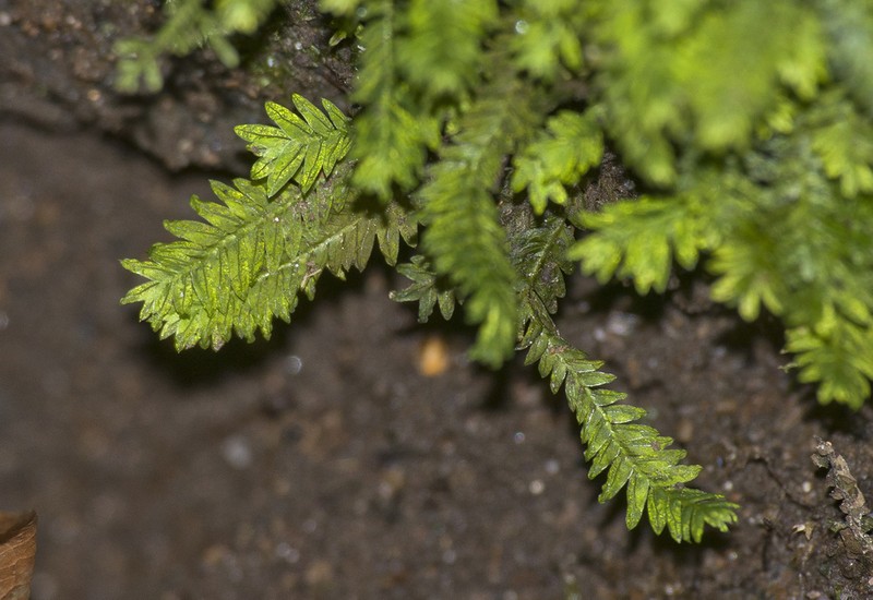 Fissidens Moss photo 8
