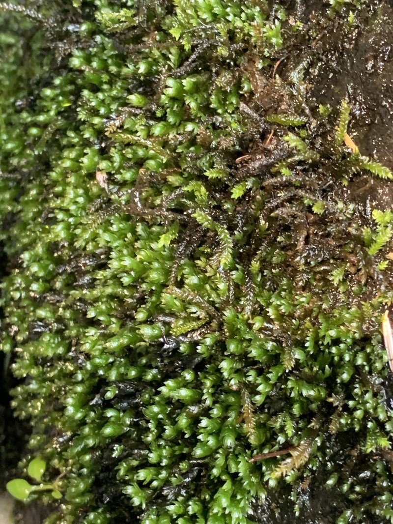 Fissidens Moss