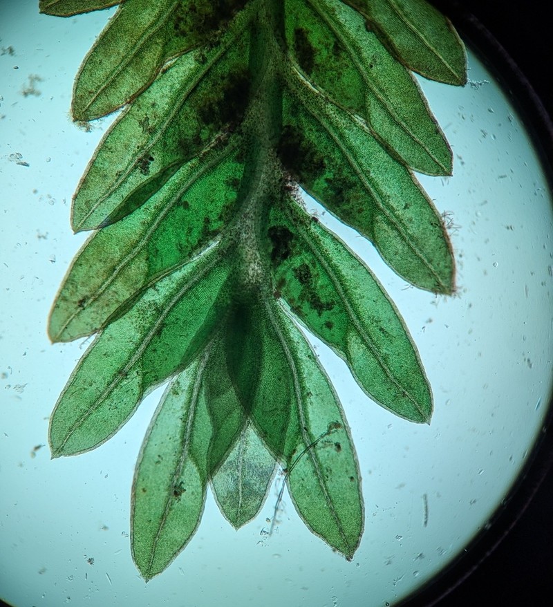 Fissidens Moss photo 2